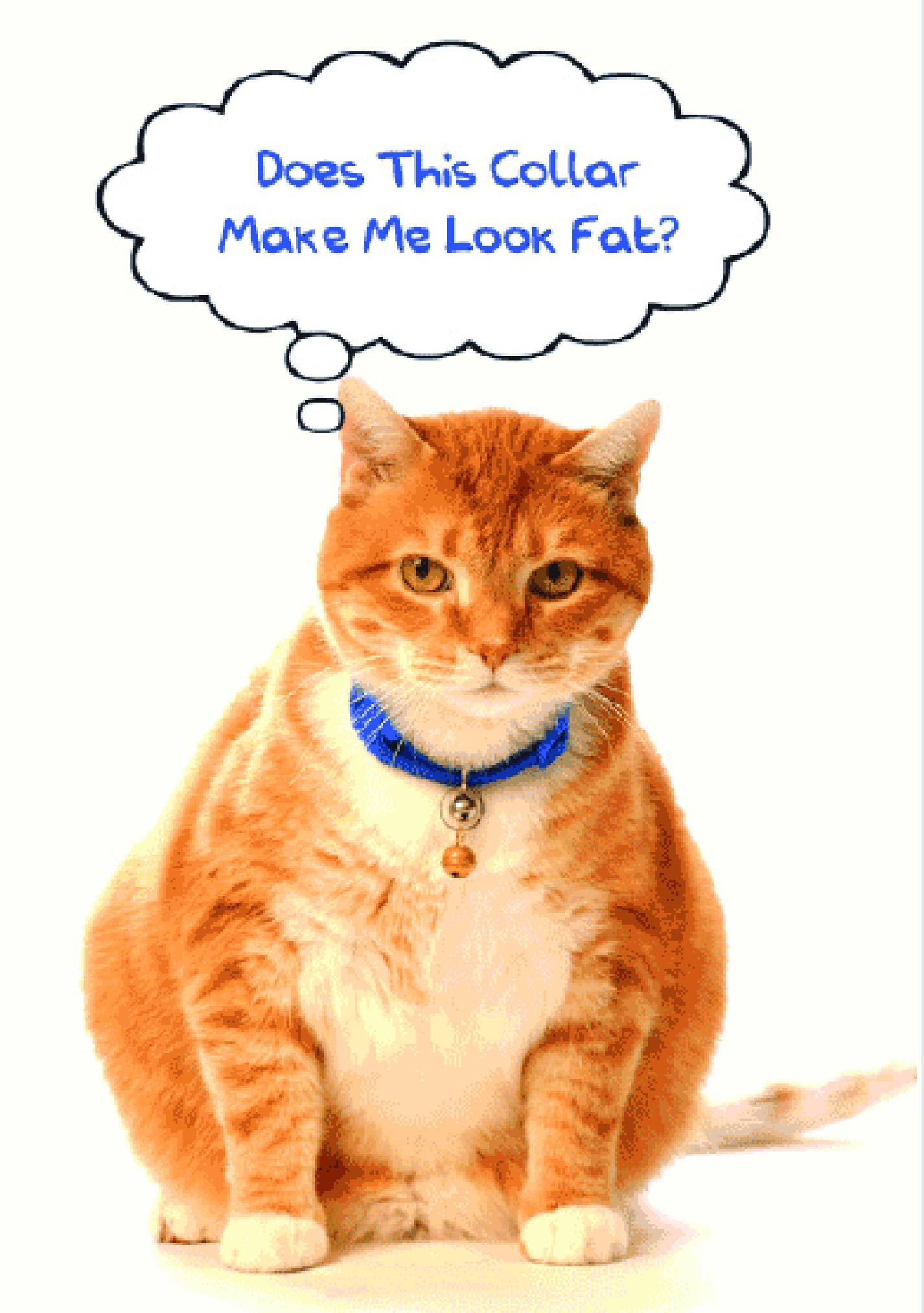 Cat Birthday - Does This Collar Make Me Look Fat