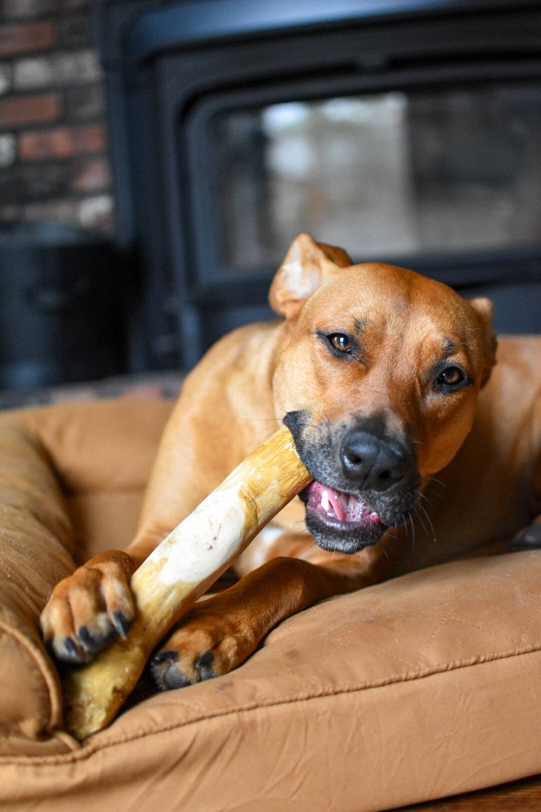Original Chew