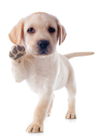 Encouragement - High Five