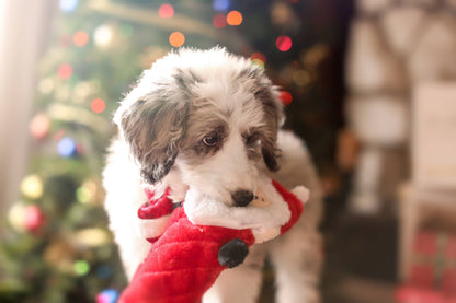 ZippyPaws Jigglerz Santa